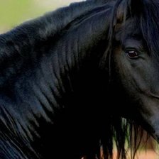 Схема вышивки «Черная лошадь»