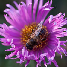Оригинал схемы вышивки «пчела на цветке» (№711019)