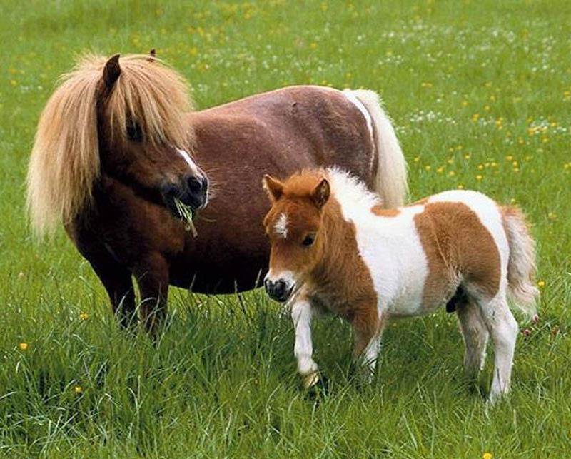 Милые лошадки - лошади, животные - оригинал