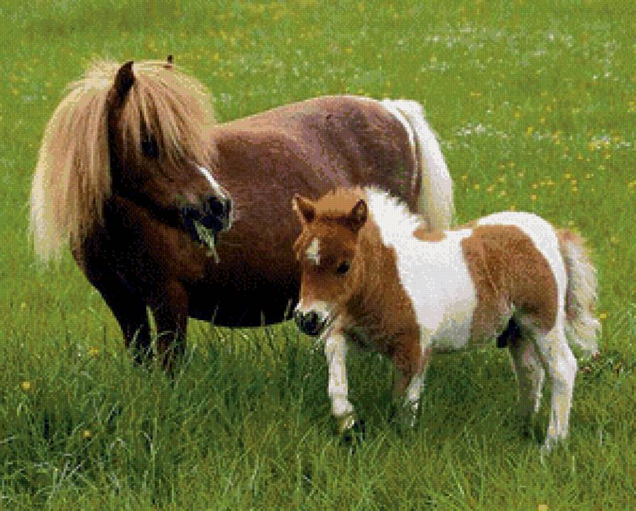 Милые лошадки - животные, лошади - предпросмотр