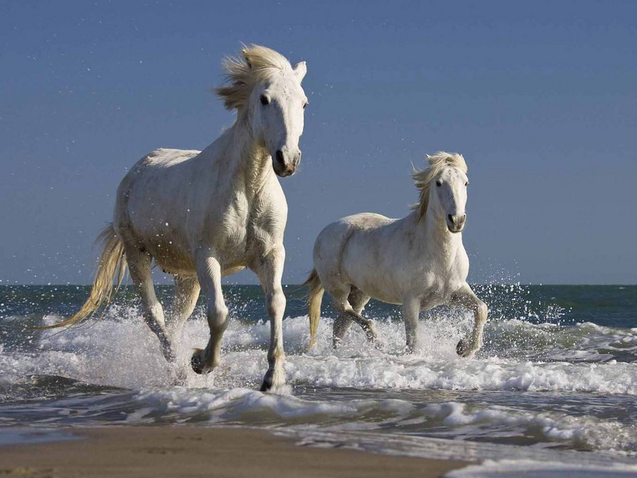 Лошади на воде - лошади, животные, вода - оригинал