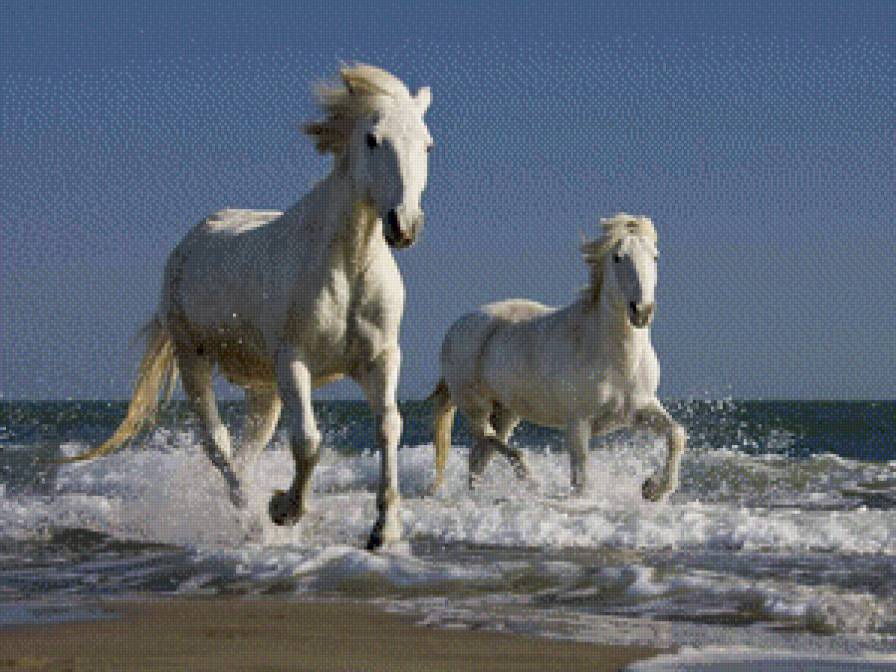 Лошади на воде - лошади, вода, животные - предпросмотр