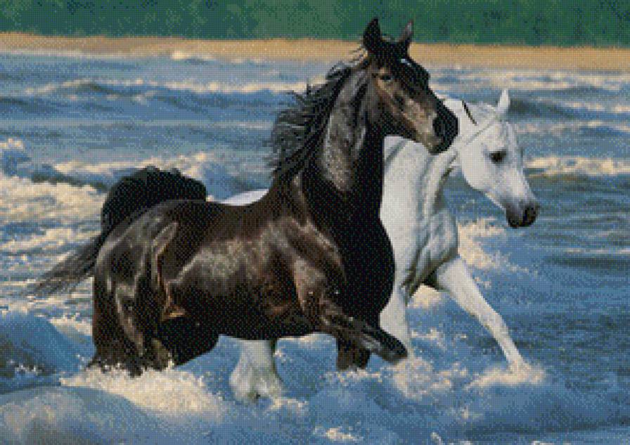 Пара лошадей в море - море, животные, лошади - предпросмотр