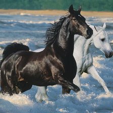 Пара лошадей в море