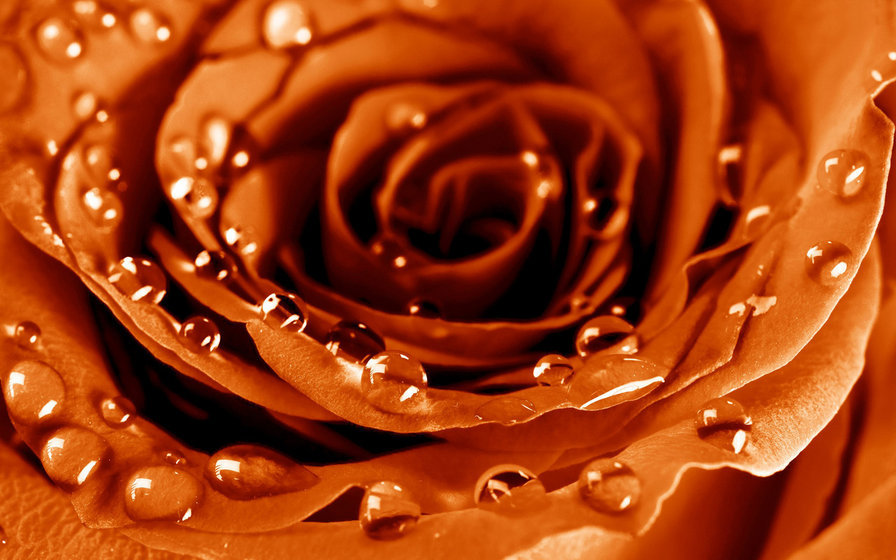 №711309 - роза, капля, цветок, роса, оранжевый, макро - оригинал