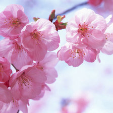 Цветы, весна, цветущее дерево