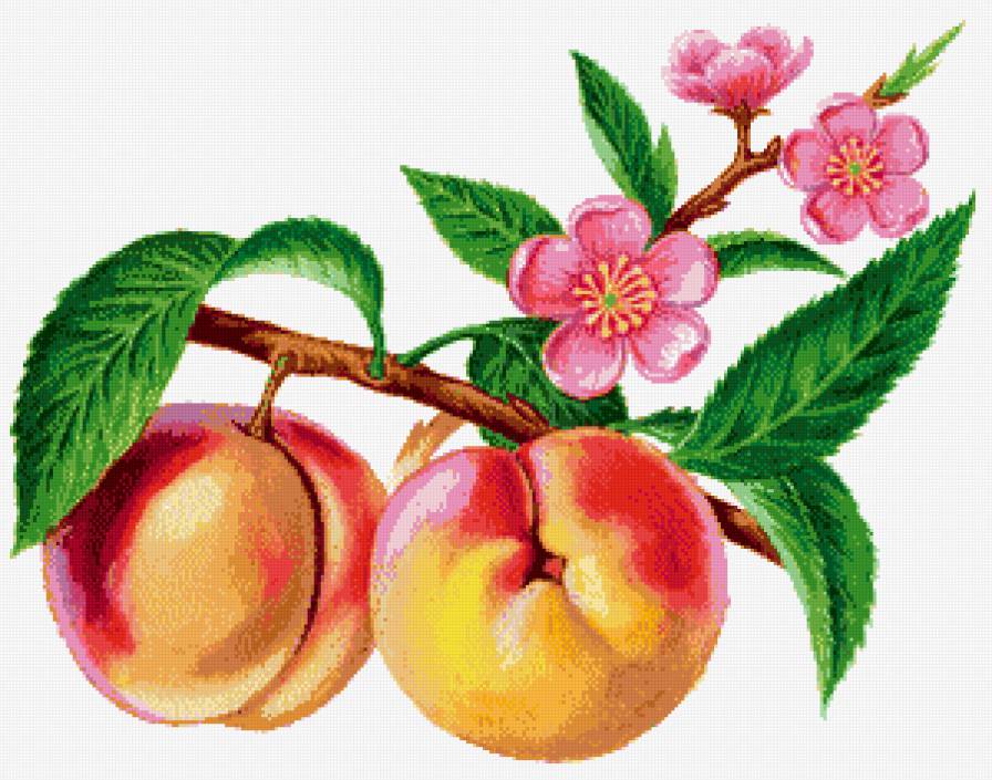 Персики - персик, фрукты - предпросмотр