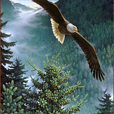 Оригинал схемы вышивки «полёт орла» (№712059)