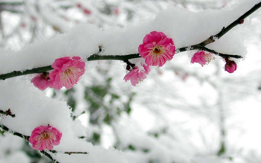 Сакура и снег - сакура, зима - оригинал