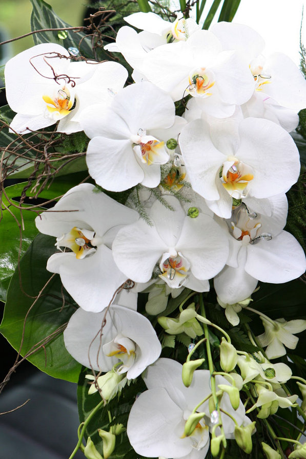 Орхидеи - букет, орхидеи, цветы - оригинал