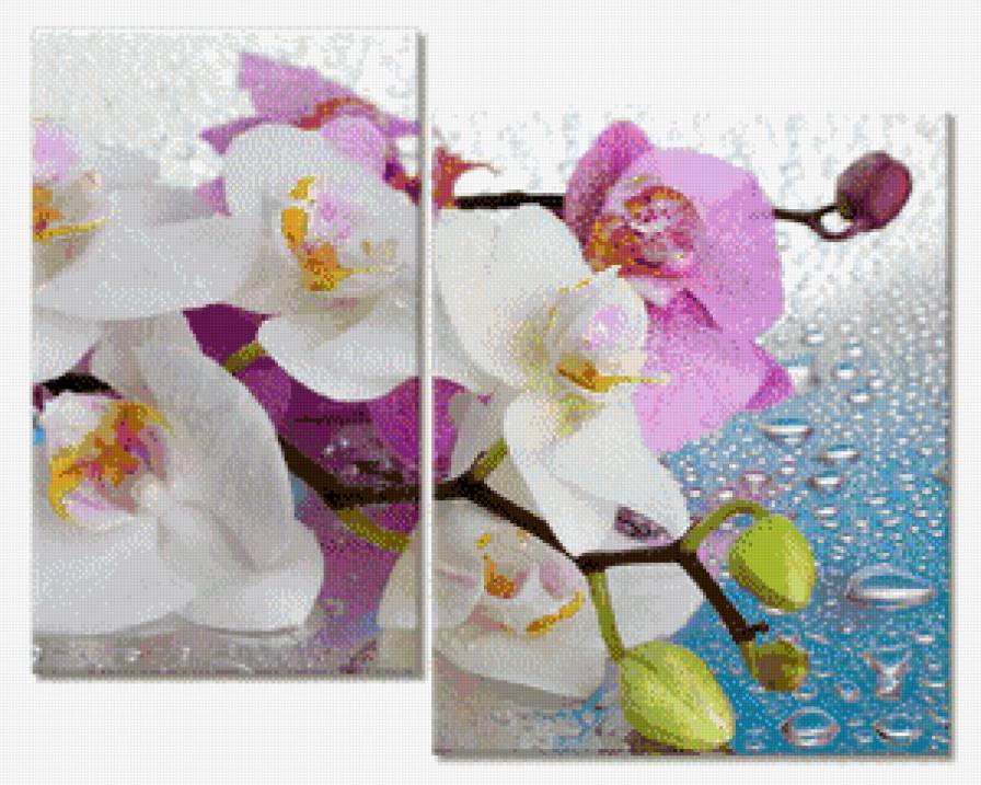 Орхидея диптих - диптих, орхидея, капельки, цветы, растения - предпросмотр
