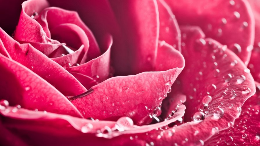 №712518 - бутон, цветок, роса, макро, роза, капля, розовый - оригинал