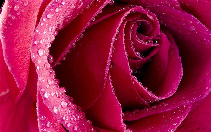 №712523 - цветок, макро, розовый, роза, капля, роса, бутон - оригинал