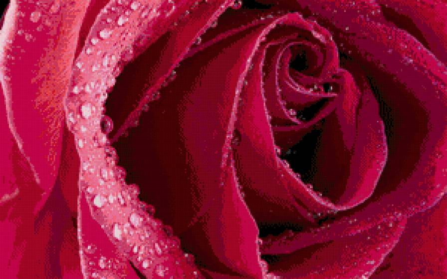 №712523 - роза, розовый, капля, цветок, роса, макро, бутон - предпросмотр