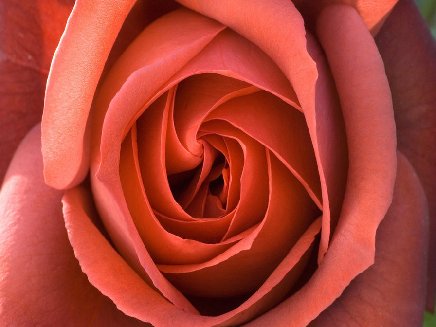 №712526 - бутон, макро, розовый, роза, оранжевый, цветок - оригинал