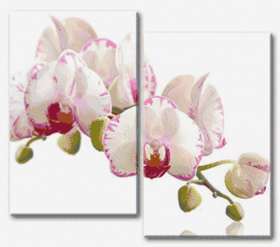 Белая орхидея - диптих, орхидея - предпросмотр