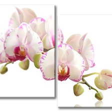 Оригинал схемы вышивки «Белая орхидея» (№712721)