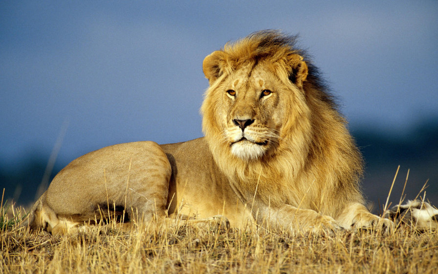 Лев - хищники, животные, лев - оригинал