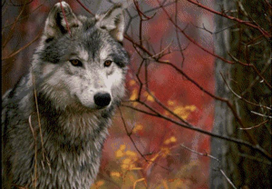 Волк - животные, волк, хищники - предпросмотр