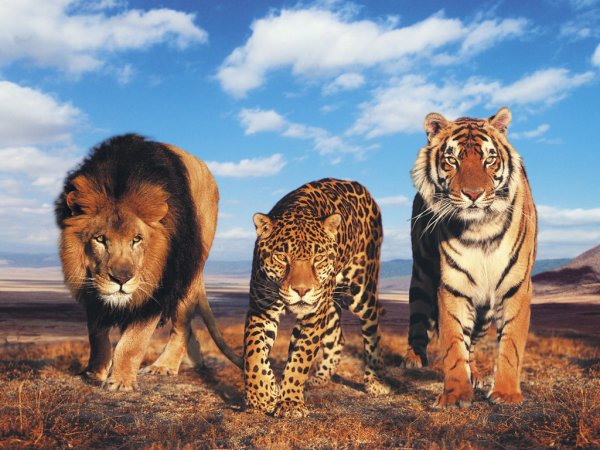 большие кошки - тигр, леопард, кошки, хищники, дикие животные, лев - оригинал