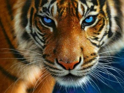 №713514 - звери, тигры, животные - оригинал