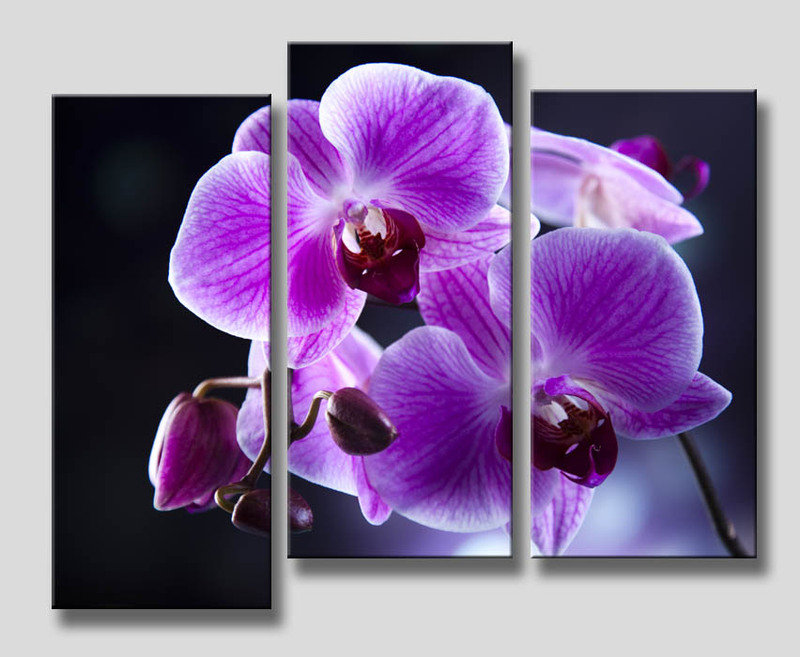 Орхидея триптих - орхидея, картина, триптих - оригинал