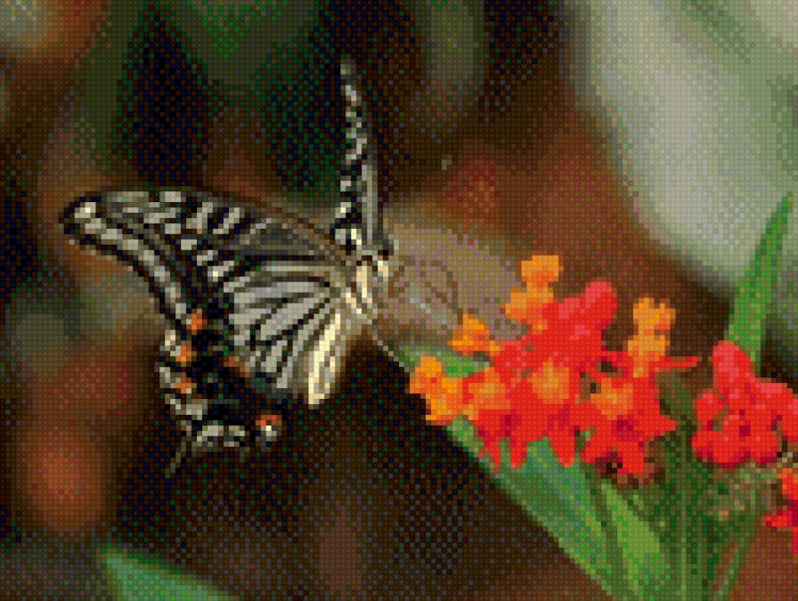 Бабочка1 - бабочки - предпросмотр