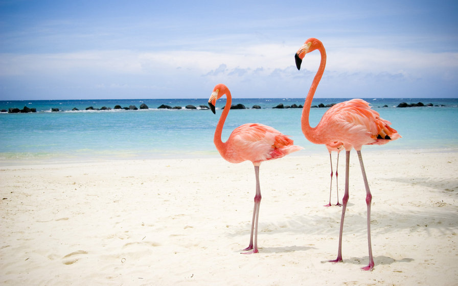 розовый фламинго на пляже - фламинго, пляж, розовый - оригинал