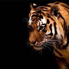 Схема вышивки «Бенгальский тигр.»