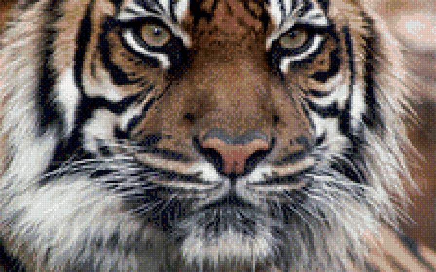 Тигр - тигр, кошка - предпросмотр