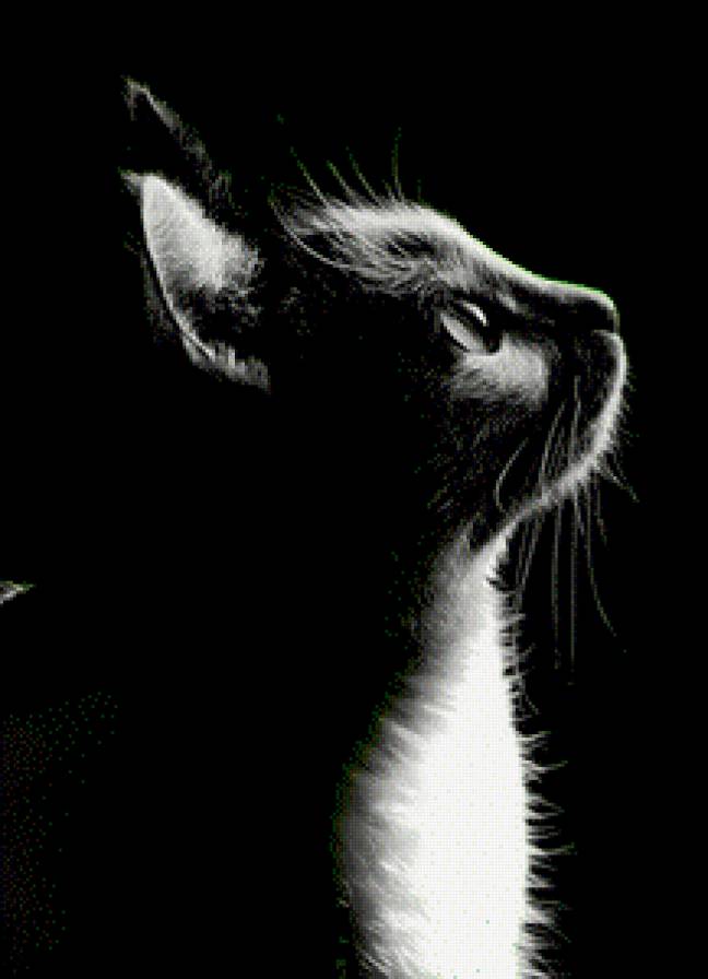 Киса - животные, черно-белые, кошки, монохром - предпросмотр