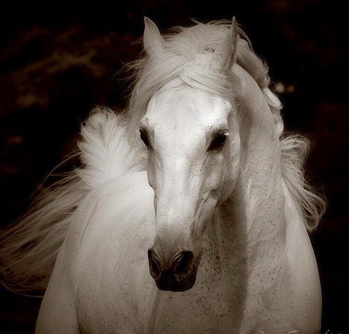 Белая лошадь - лошадь, скакун, белый скакун, монохром, портрет - оригинал