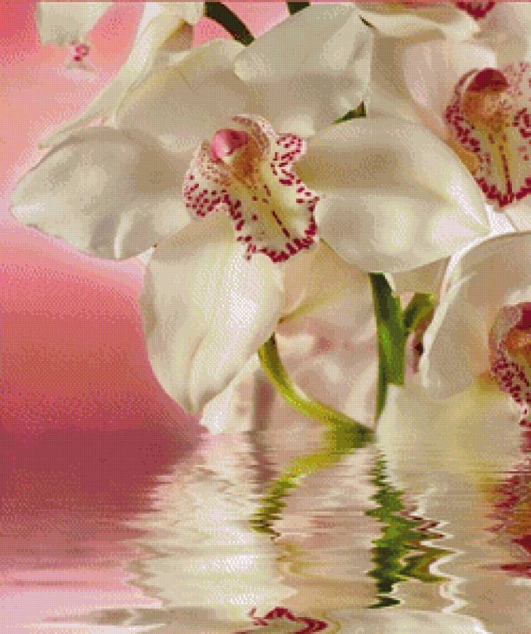 №716606 - отражение, цветы, орхидея, вода - предпросмотр