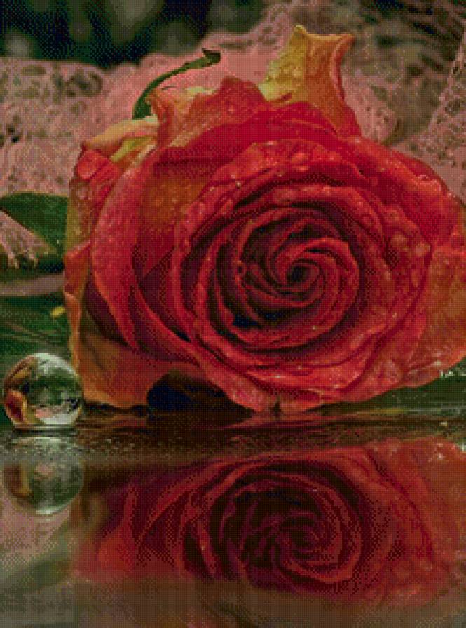 №716607 - отражение, вода, роза, цветы - предпросмотр