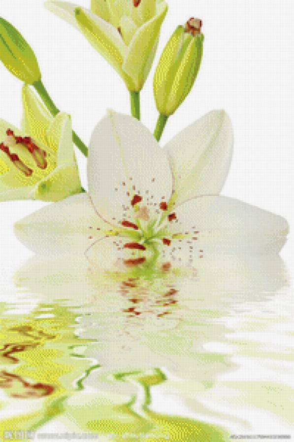 №716616 - вода, отражение, лилия, цветы - предпросмотр