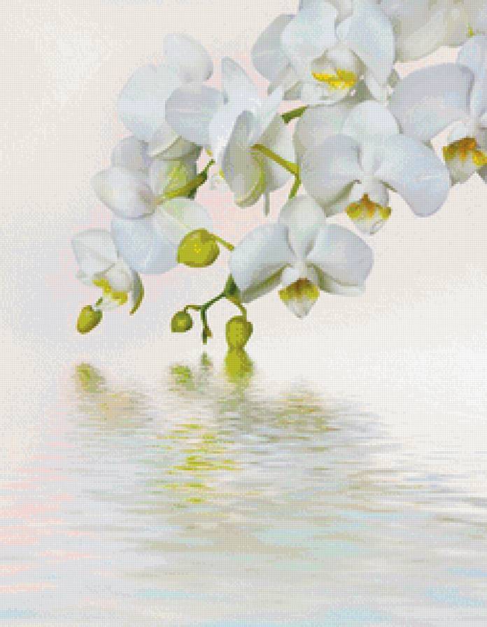 №716630 - вода, отражение, цветы, орхидея - предпросмотр