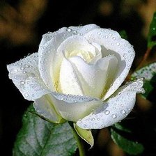 Оригинал схемы вышивки «роза белая» (№716680)