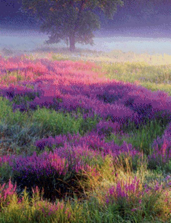 Лавандовое поле - поле, цветы, лаванда, фиолетовые - предпросмотр