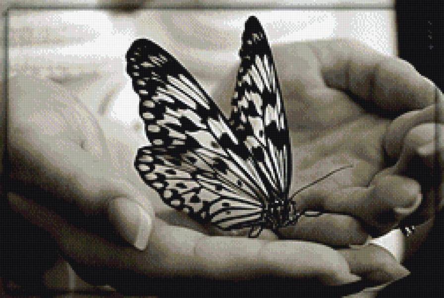 Бабочка в ладошках - монохром, бабочка - предпросмотр
