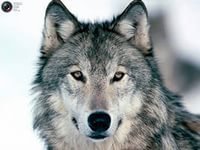 Оригинал схемы вышивки «волк» (№719123)