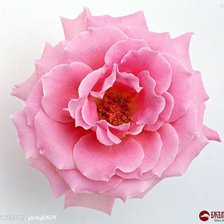 Оригинал схемы вышивки «роза» (№719124)