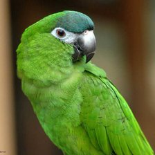 Схема вышивки «зеленый попугай»