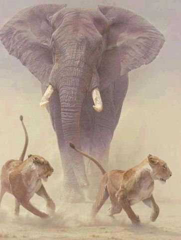 Африканское сафари. - слон, сафари, африка, львы - оригинал