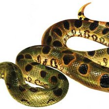 Оригинал схемы вышивки «змей» (№720091)