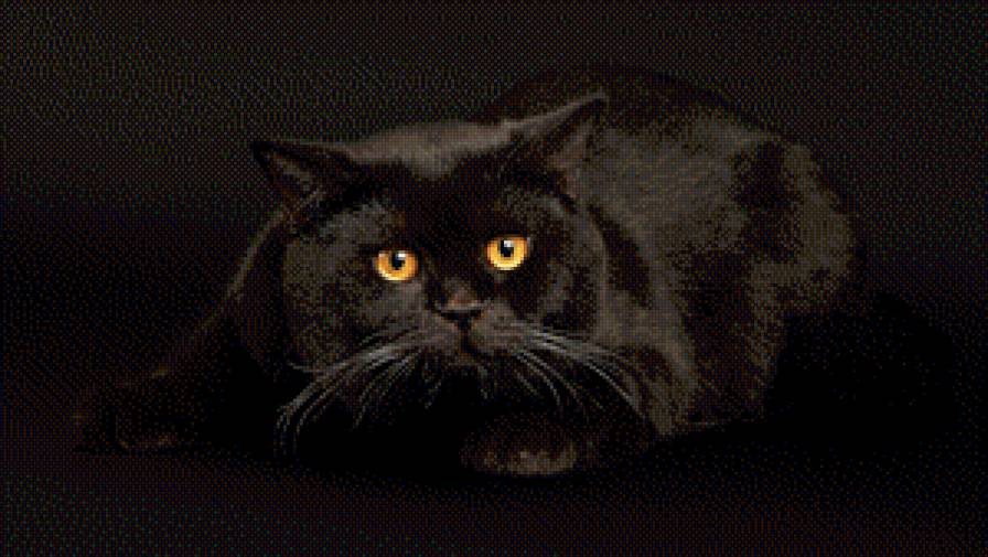 Красавица пушистая - кот, черный, животные, красиво - предпросмотр