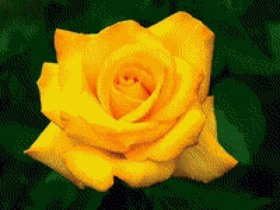роза - желтая, большая - предпросмотр