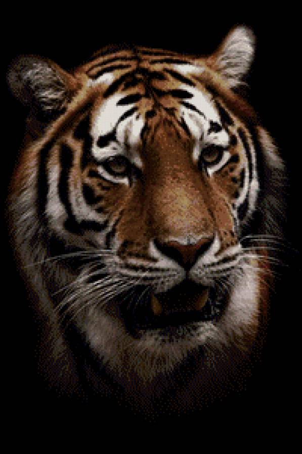 Тигр - хищники, животные, кошки - предпросмотр
