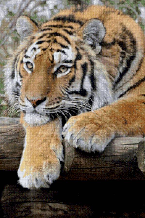 Тигр на отдыхе - хищники, животные, кошки - предпросмотр