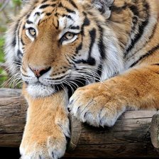 Тигр на отдыхе