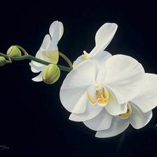 Схема вышивки «Орхидея белая.»